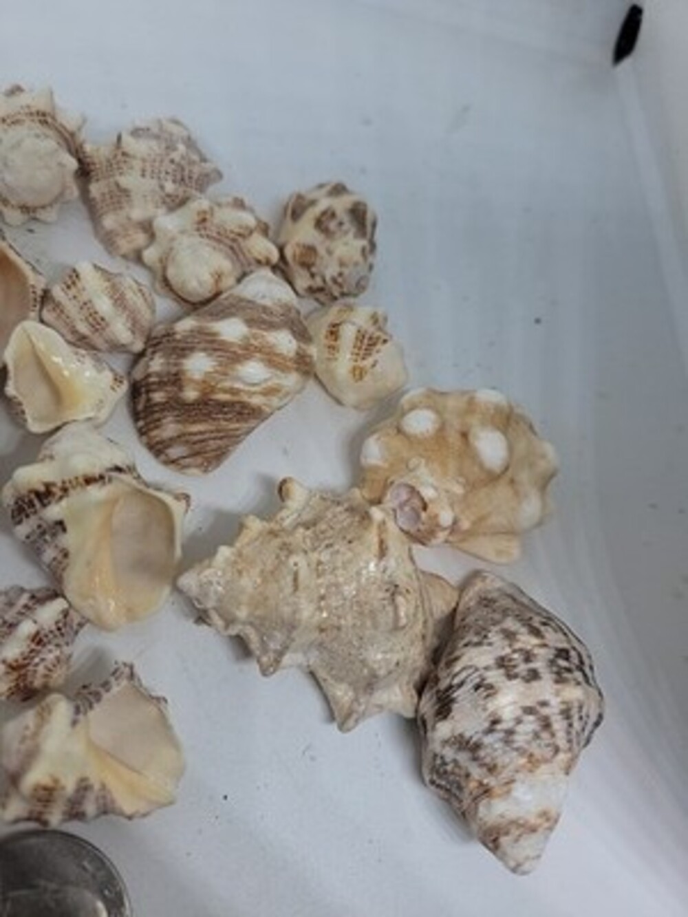 Murex Sea Shell Collection 23 Shells From Old Collection - Picture 4 of 4
